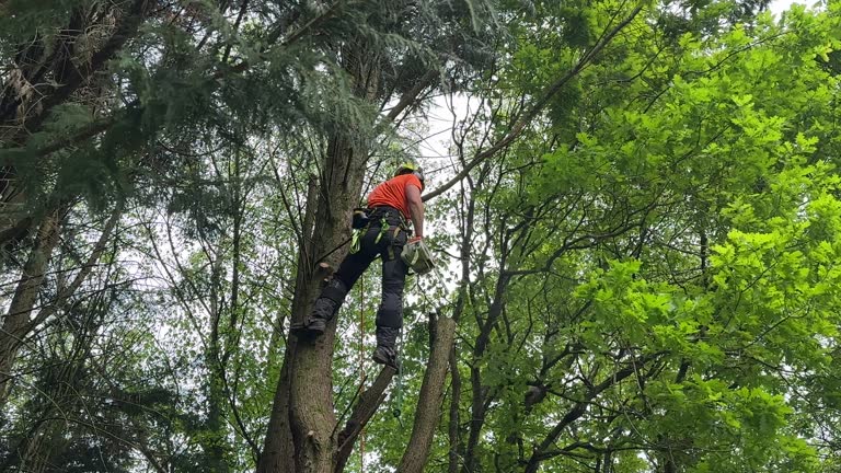 How Our Tree Care Process Works  in Walnut Park, CA